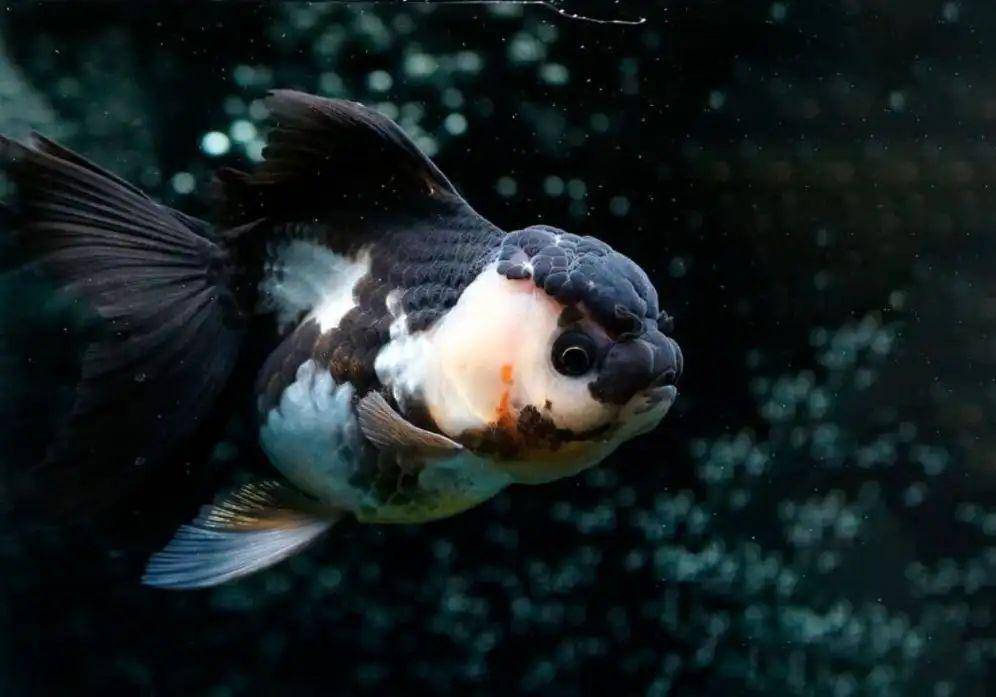 Ilustrasi ikan mas koki Oranda Panda yang telihat cantik namun terbilang langka (meethepet.com/Sergey Schulz)