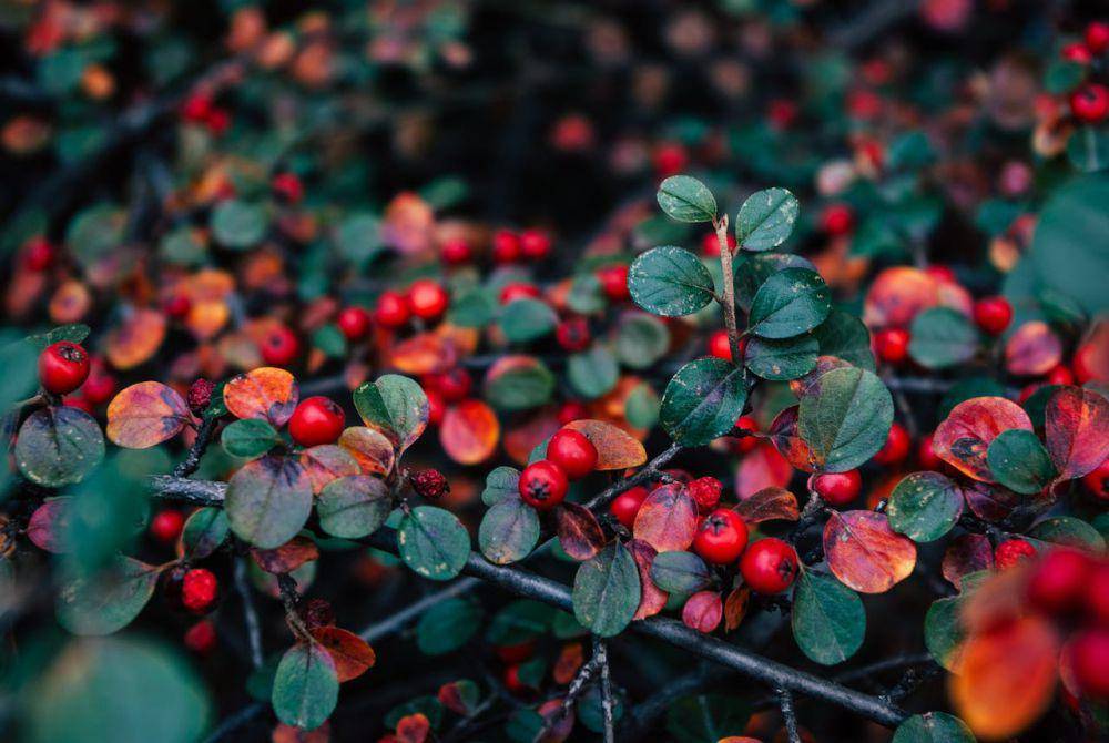 ilustrasi tanaman bearberry (pexels.com/Dagmara Dombrovska)