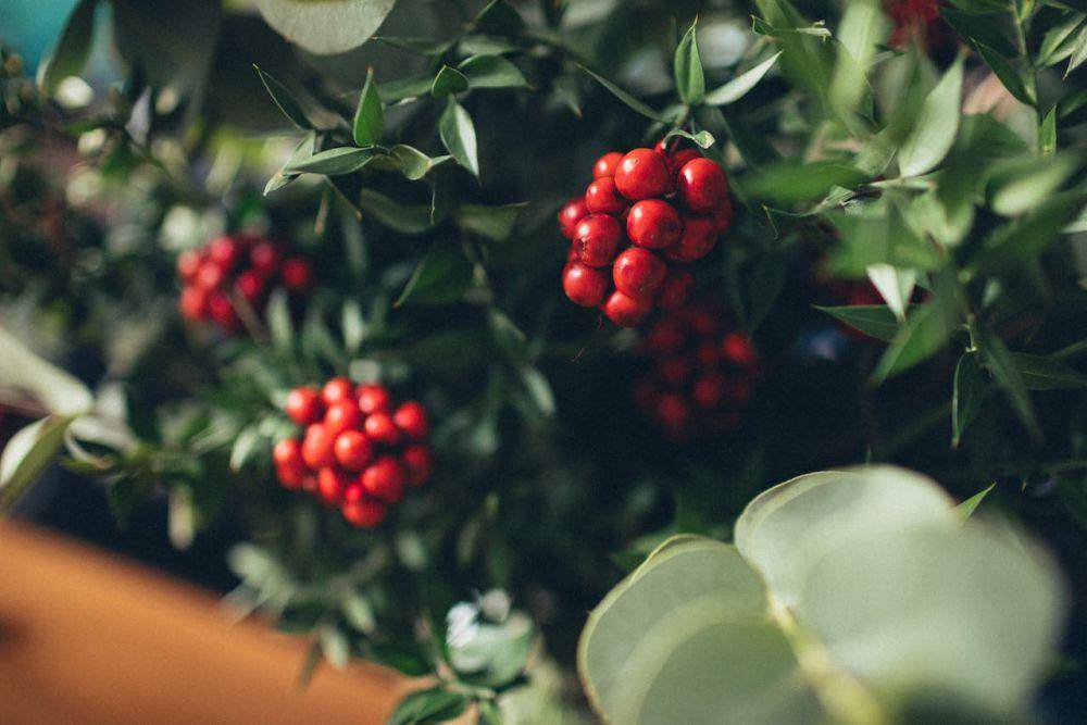 ilustrasi tanaman bog cranberries (pexels.com/ROMAN ODINTSOV)