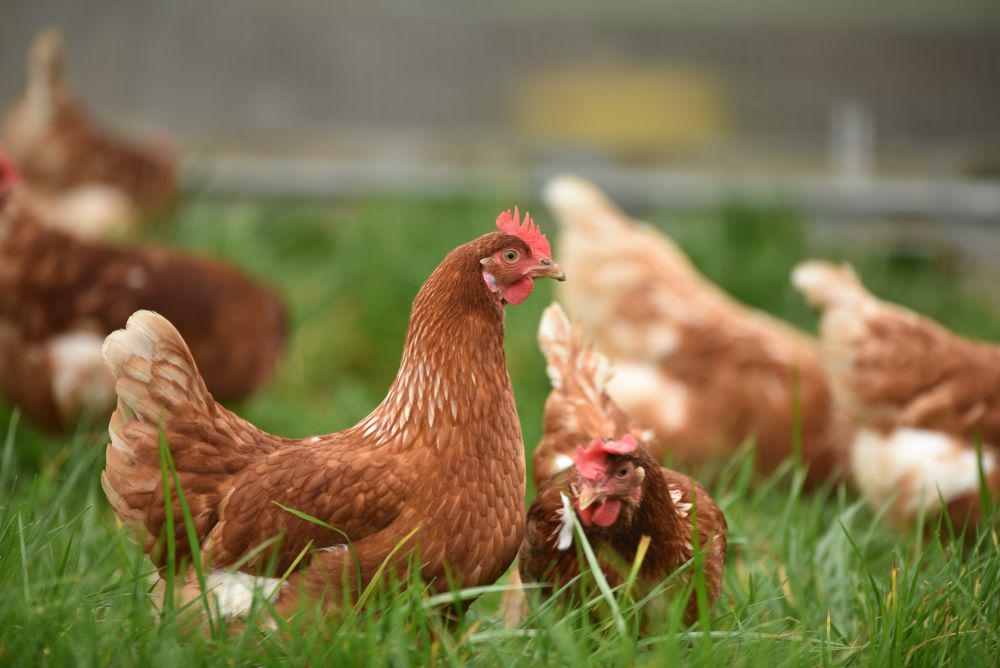 ilustrasi ayam (unsplash.com/Thomas Iversen)