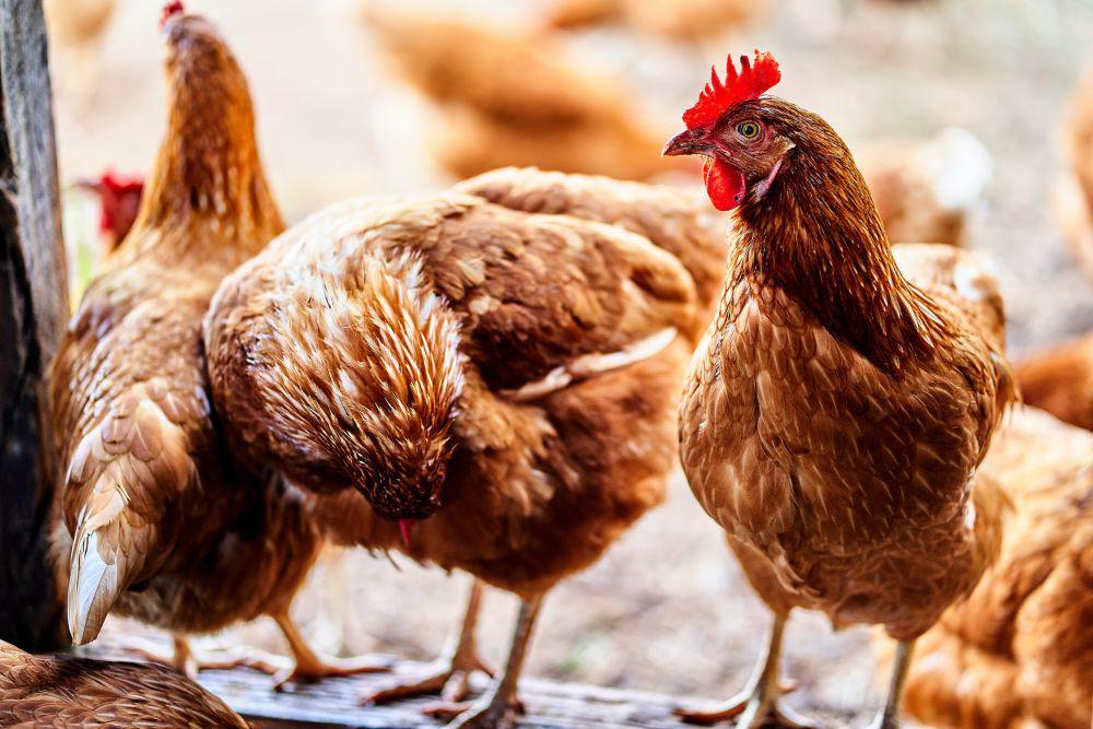4 Alasan Memilih untuk Ternak Ayam, Bisa Dijual!