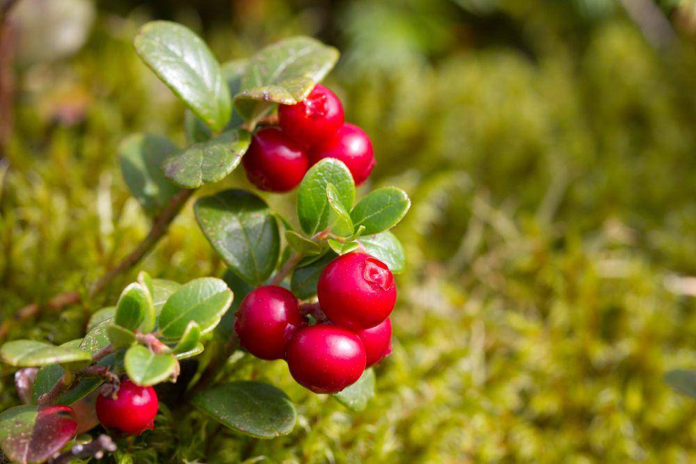 ilustrasi tanaman lingonberry(unsplash.com/Torbjørn Helgesen)