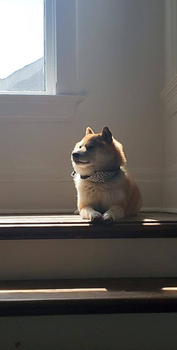 foto gemas Shiba Inu lagi berjemur (reddit.com/user/orginalnamegoeshere)