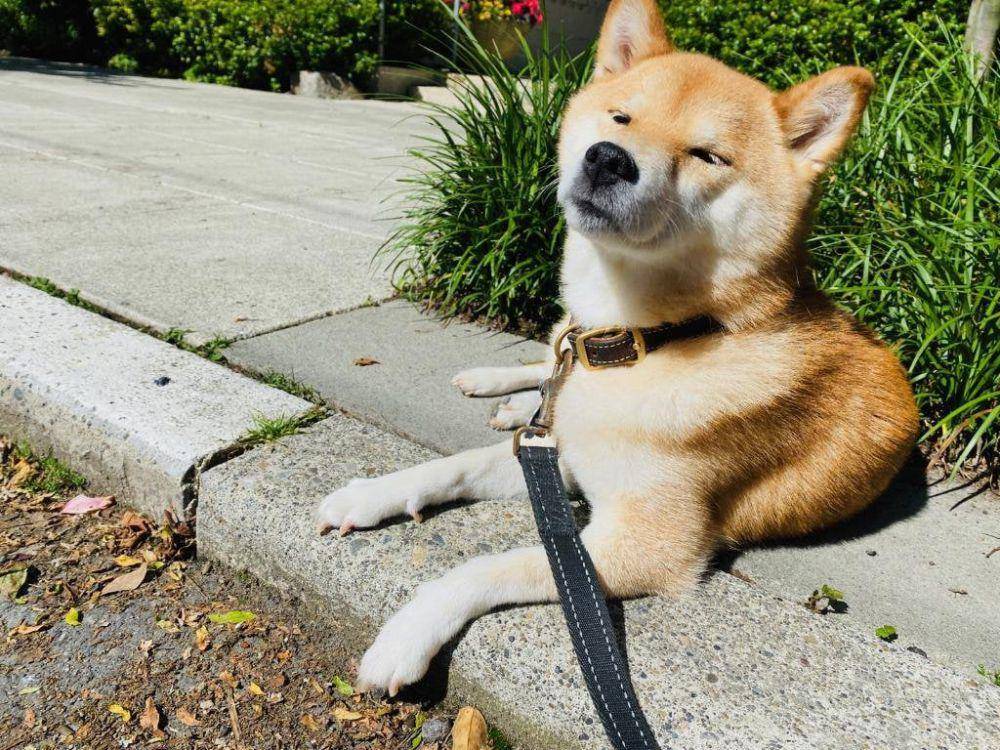 foto gemas Shiba Inu lagi berjemur (reddit.com/r/shiba)