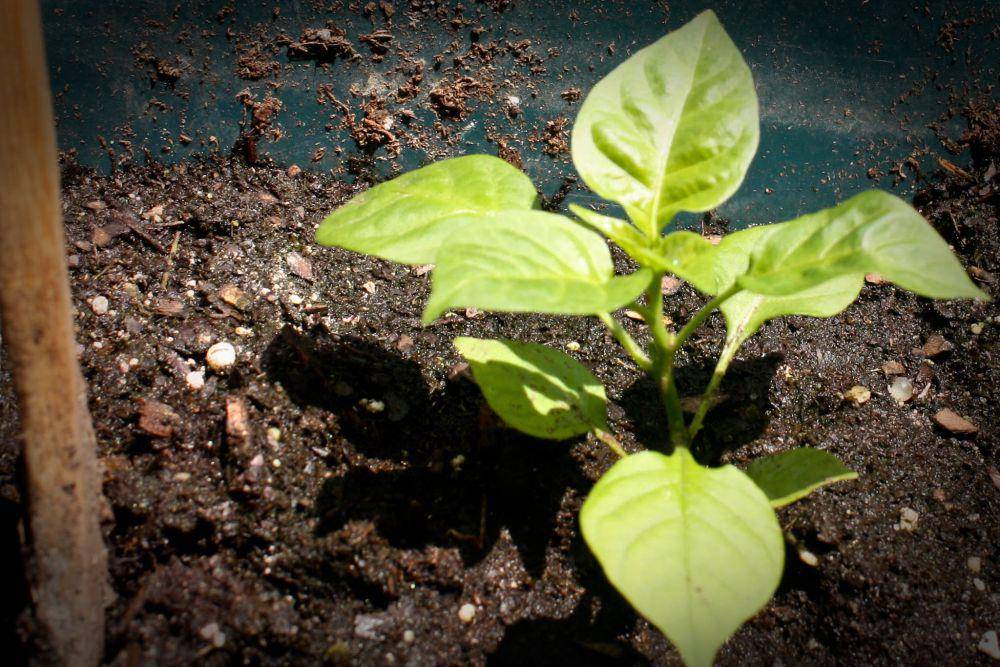 ilustrasi budidaya carolina reaper (flickr.com/Kevin Borland)
