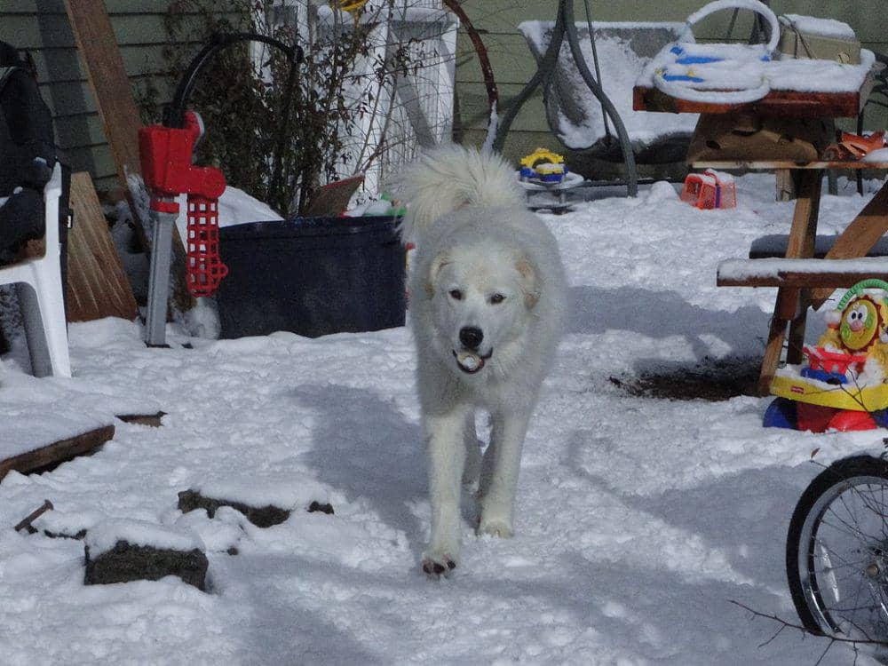 Anjing akbash (commons.wikimedia.org/Roberto J. Galindo)