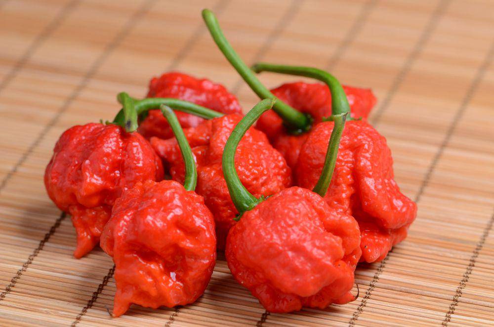 Potret cabai carolina reaper (flickr.com/eroom5150)