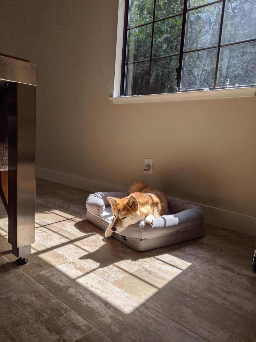 foto gemas Shiba Inu lagi berjemur (reddit.com/user/XiaoLongBao_28)