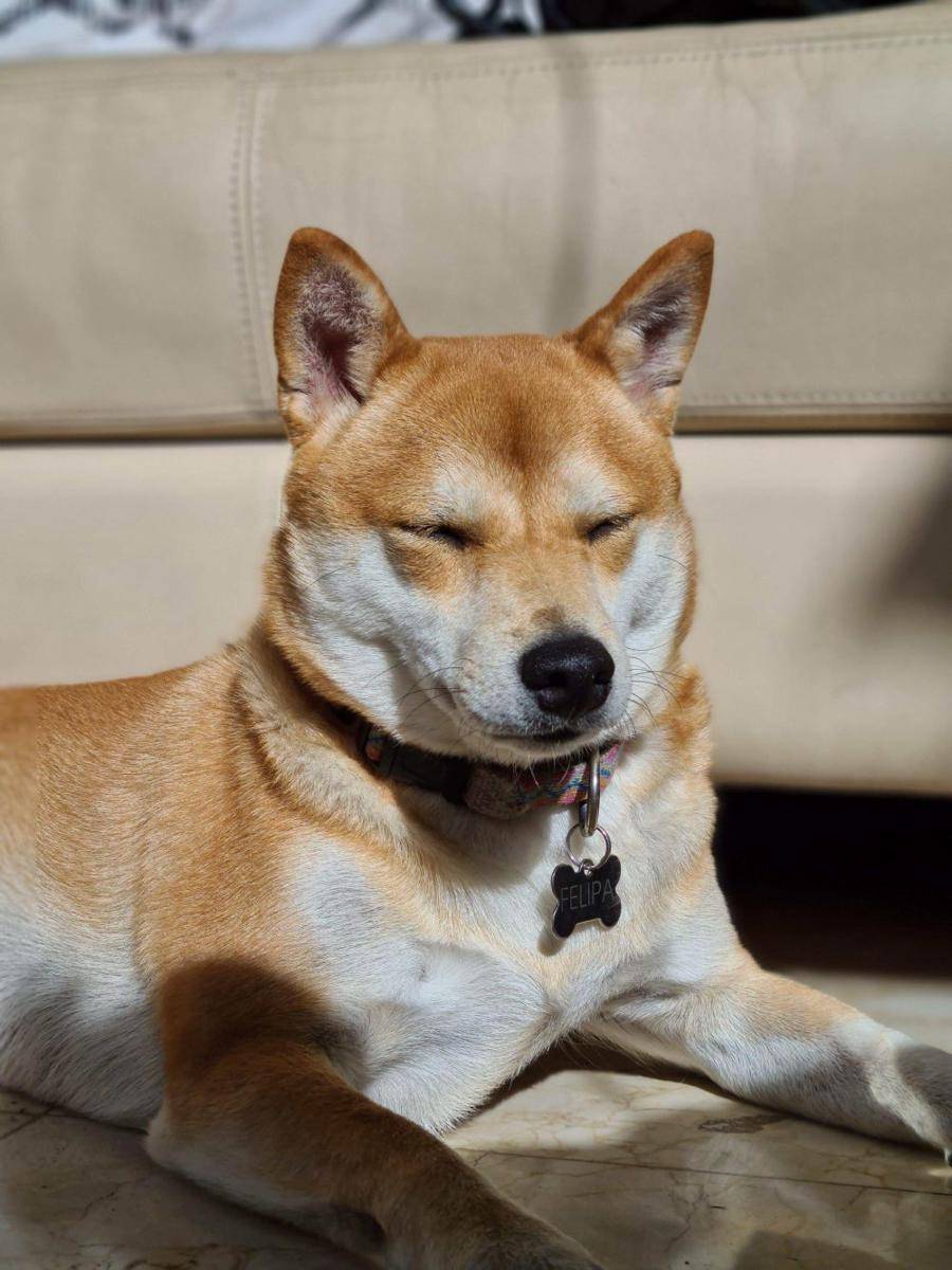 foto gemas Shiba Inu lagi berjemur (reddit.com/user/emivillab)