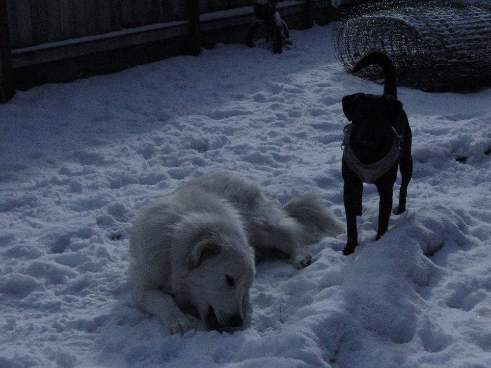 Anjing akbash bersama ras anjing lainnya (commons.wikimedia.org/Roberto J. Galindo)