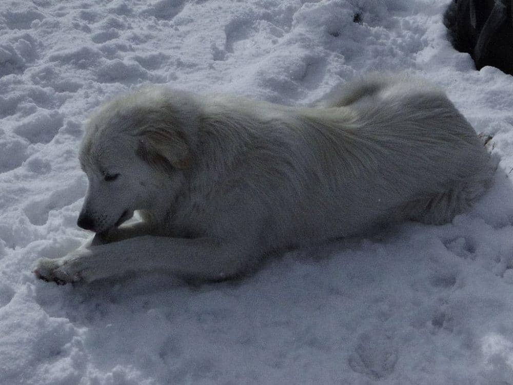 Anjing akbash (commons.wikimedia.org/Roberto J. Galindo)