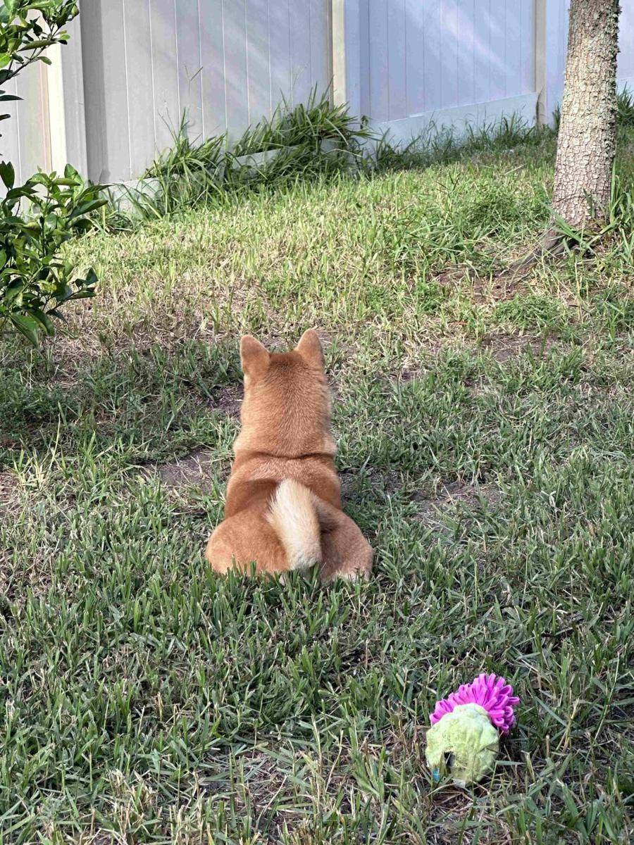 foto gemas Shiba Inu lagi berjemur (reddit.com/user/momokyunkyun)