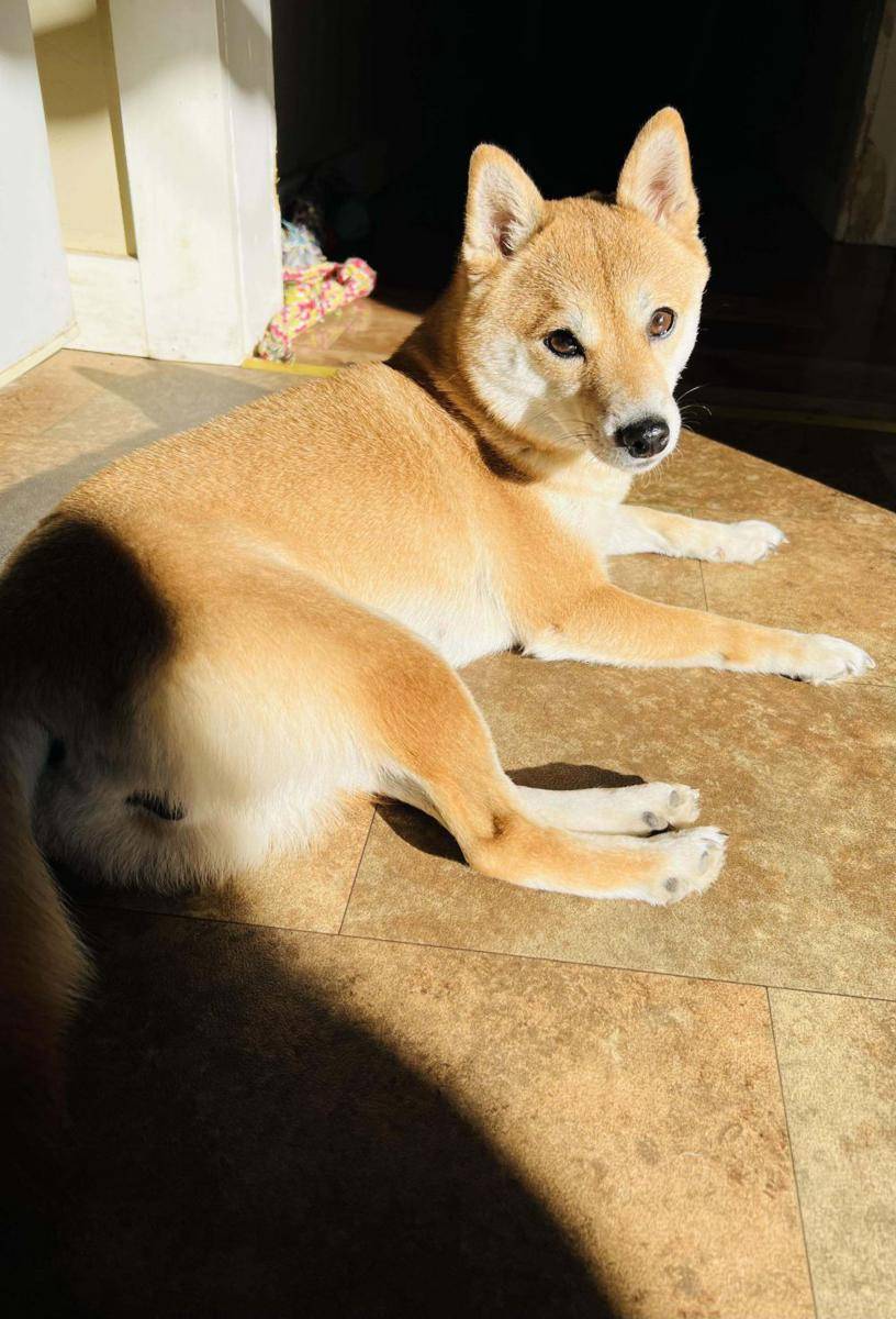 foto gemas Shiba Inu lagi berjemur (reddit.com/user/pasak3)