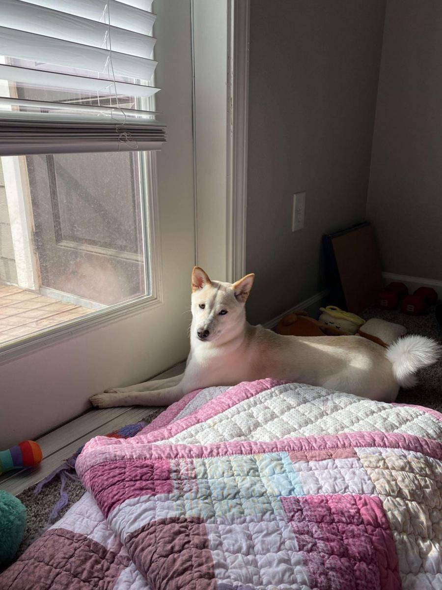 foto gemas Shiba Inu lagi berjemur (reddit.com/user/Softly-koi)