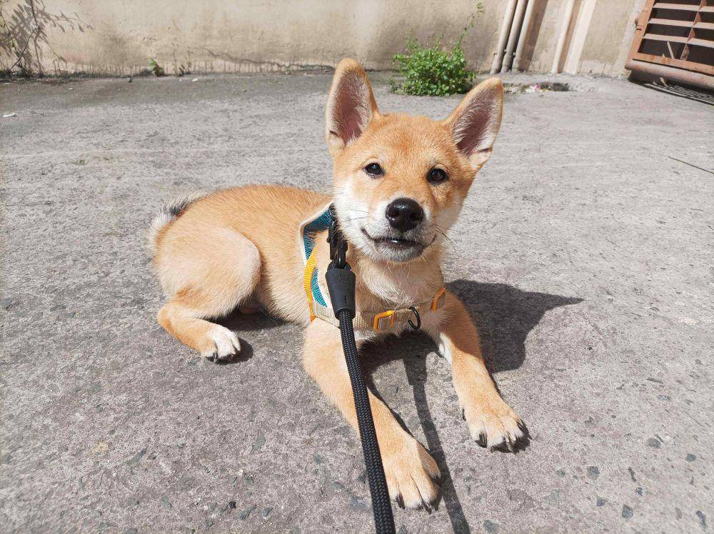 foto gemas Shiba Inu lagi berjemur (reddit.com/user/Minanami)