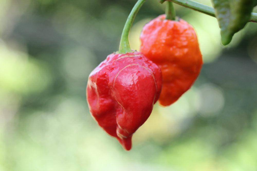 ilustrasi cabai carolina reaper berada di lingkungan yang lembap (flickr.com/Eli Christman)