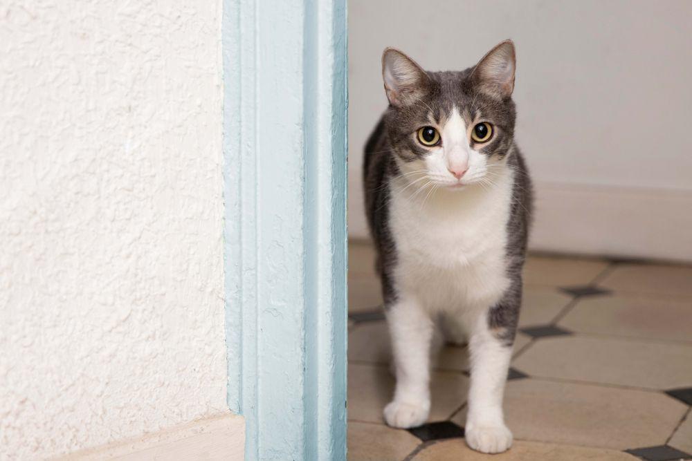 Kenapa Kucing Pipis Sembarangan? Ternyata Ini Alasannya