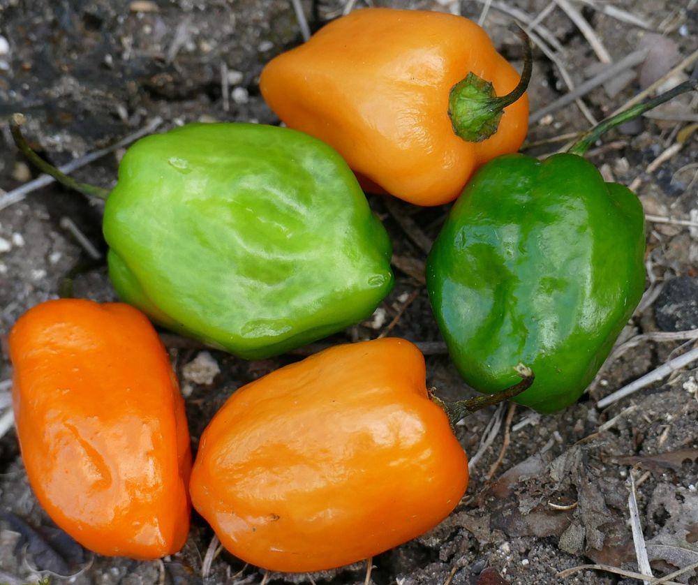 Potret cabai habanero (commons.wikimedia.org/Bernard DUPONT)