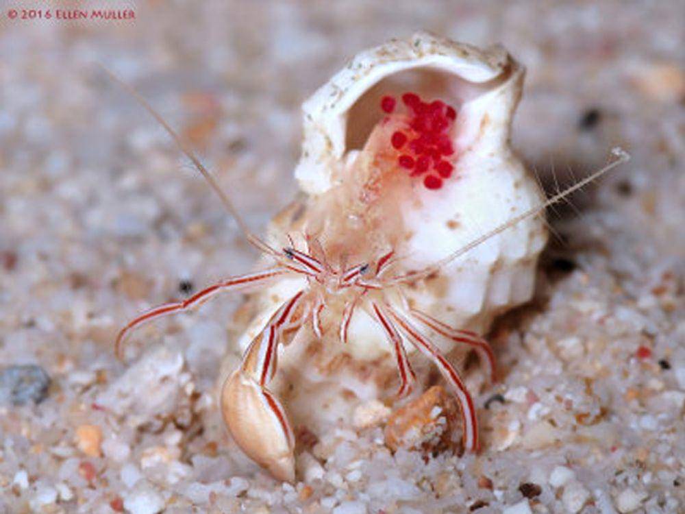 potret candy striped hermit crab (pbase.com/Ellen Muller)