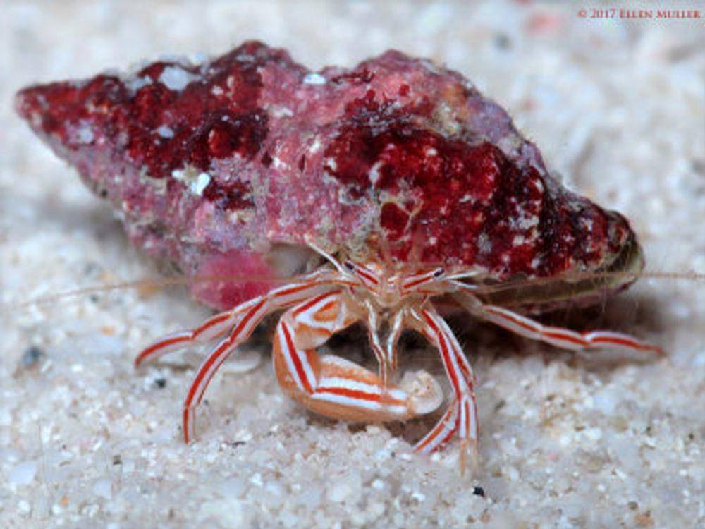 potret candy striped hermit crab (pbase.com/Ellen Muller)