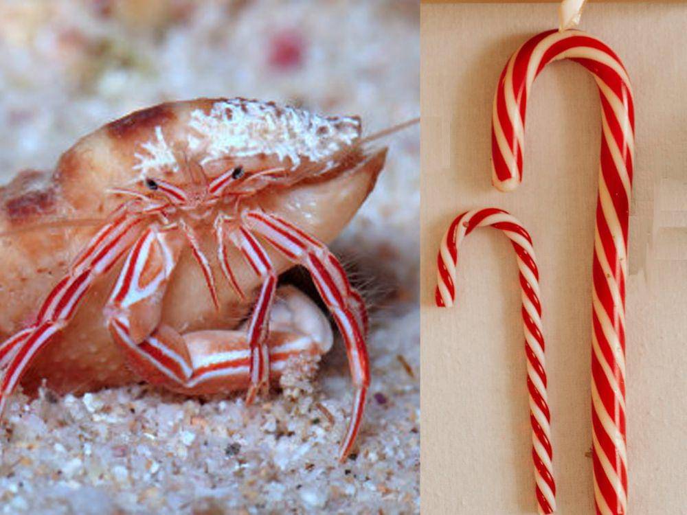 potret candy striped hermit crab dan permen tongkat tradisional (pbase.com/Ellen Muller | pexels.com/Pavel Danilyuk)