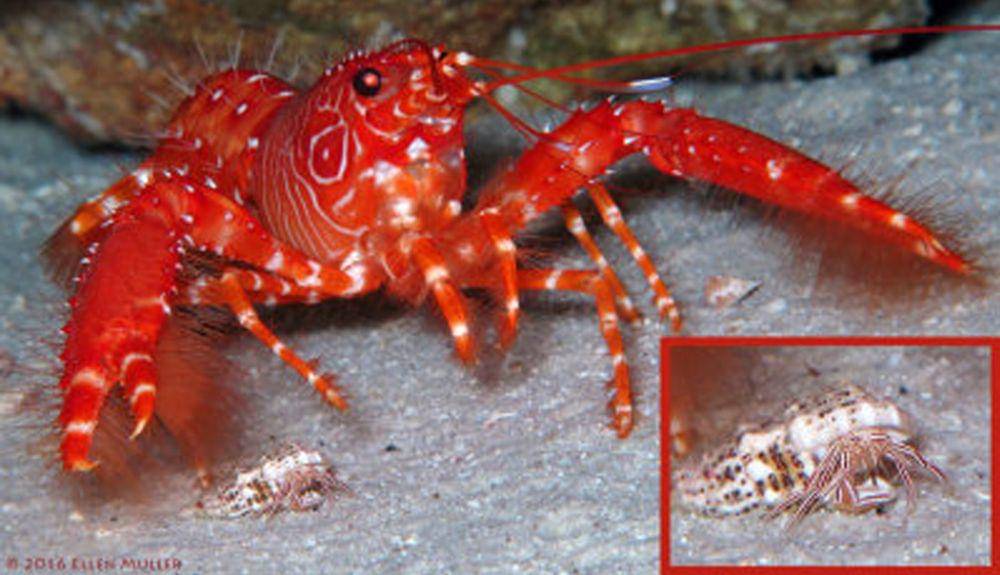 potret flaming reef lobster dan candy striped hermit crab (pbase.com/Ellen Muller)