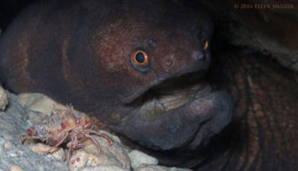 potret belut moray dan candy striped hermit crab (pbase.com/Ellen Muller)