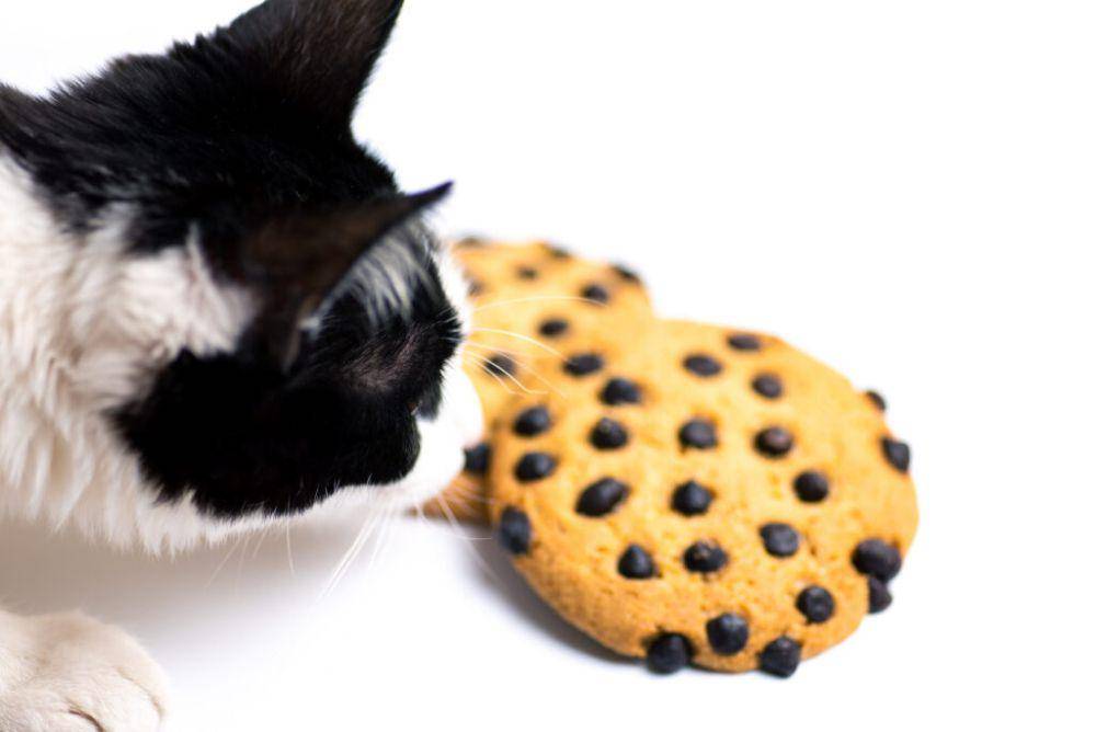 ilustrasi kucing makan kue cokelat (chimacumvet.com | iStockphoto/Stefan Tomic)
