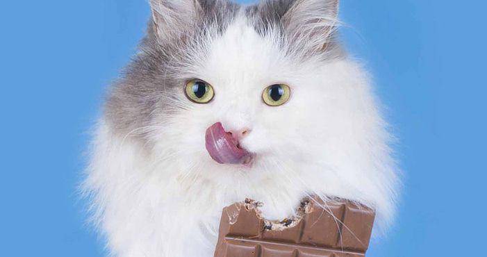 ilustrasi kucing makan cokelat (petshealthmag.com)