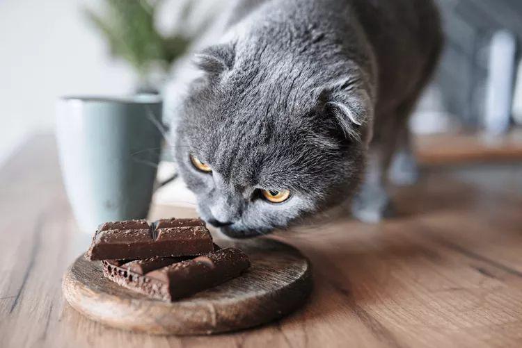 Mengapa Kucing Tidak Boleh Makan Cokelat? Ini Penjelasannya!