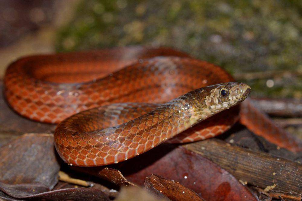 Oligodon brevicauda, salah satu spesies ular kukri (commons.wikimedia.org/Sandeep Das)