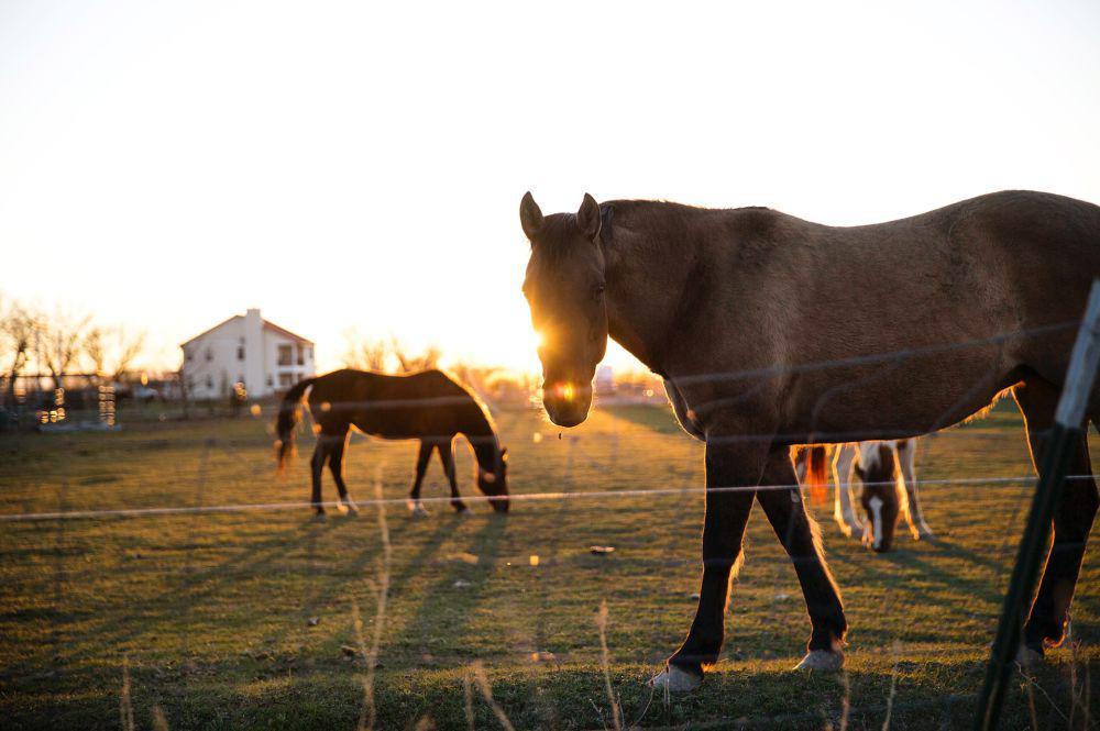 Kuda Thoroughbred (unsplash.com/Omar Prestwich)