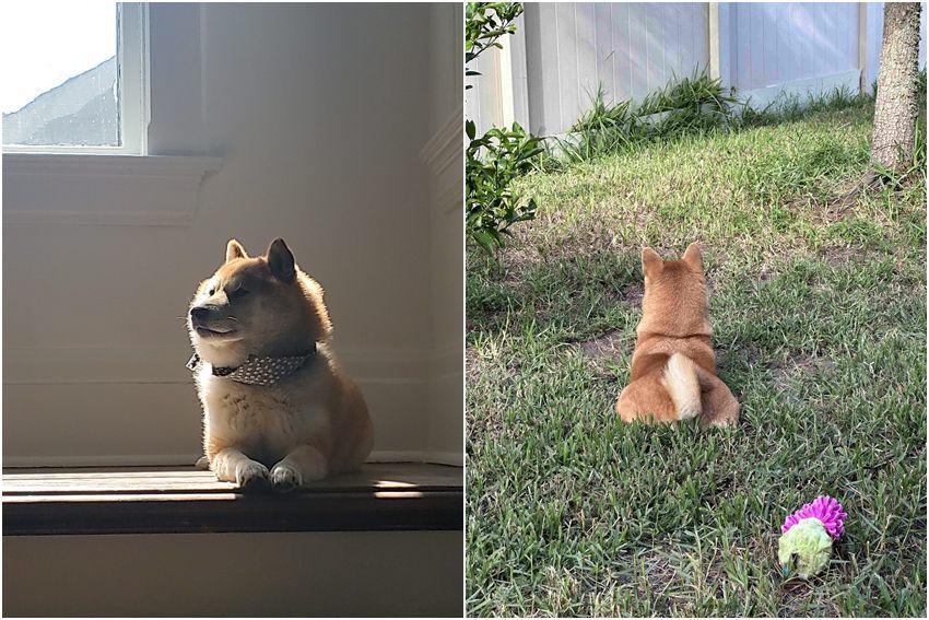 10 Foto Gemas Shiba Inu Berjemur di Bawah Sinar Matahari, Nyamankah?