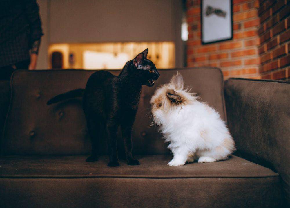 ilustrasi kucing dan kelinci (pexels.com/Helena Lopes)