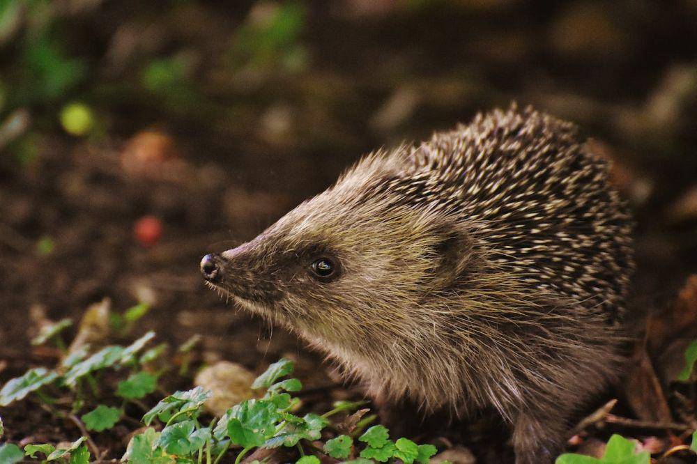 ilustrasi landak mini (pexels.com/Pixabay)