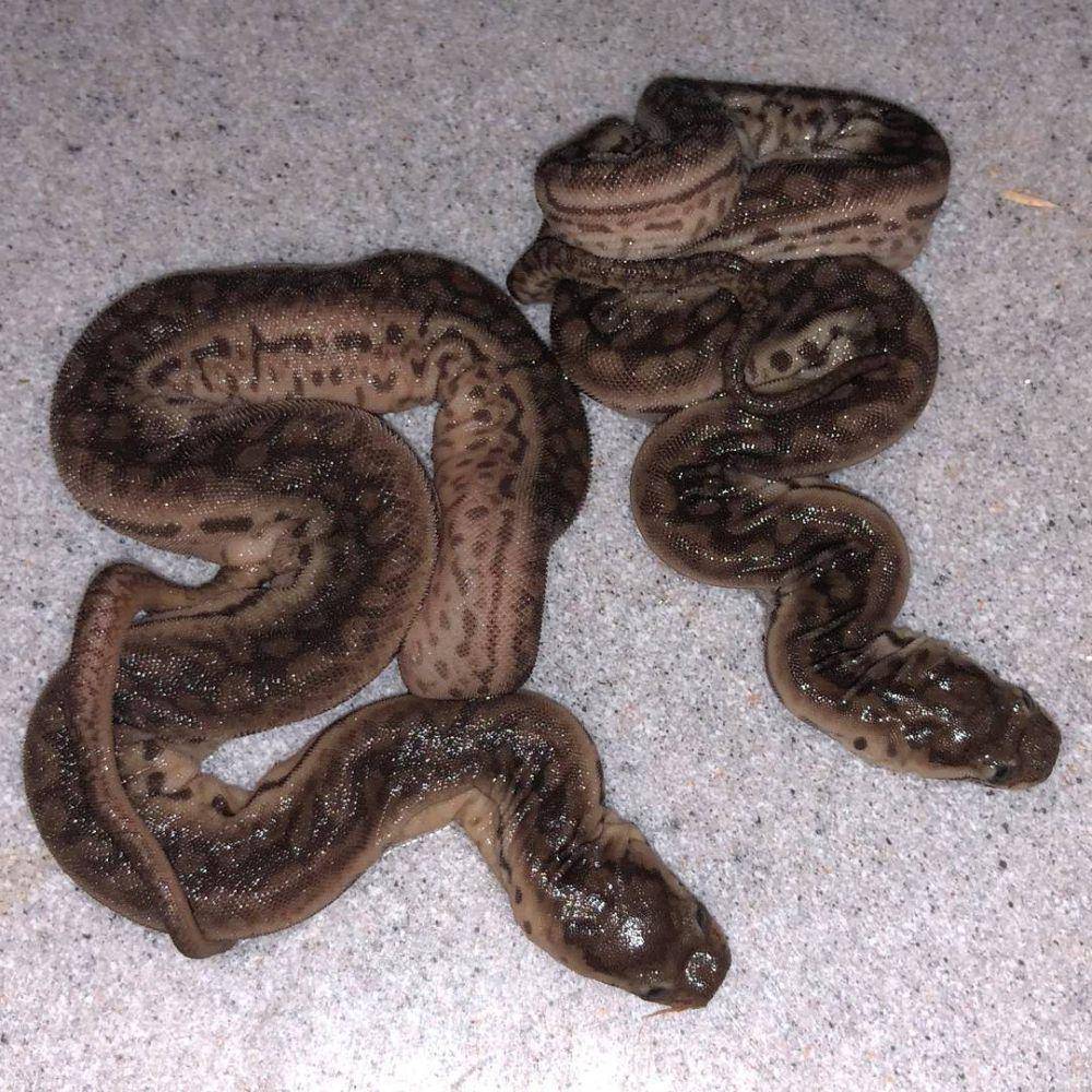 Anakan ular karung (instagram.com/revision_reptiles)