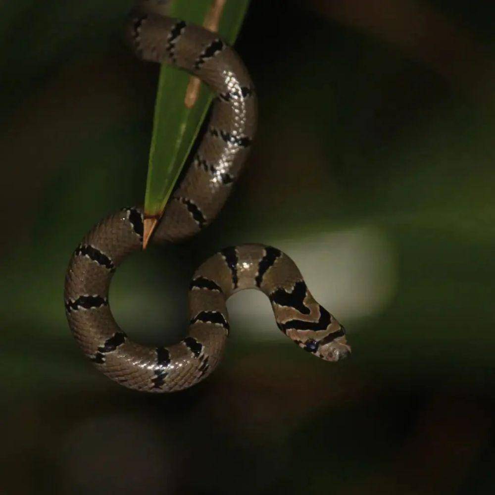 Ular kukri di atas pohon (instagram.com/bigsnakesofindia)