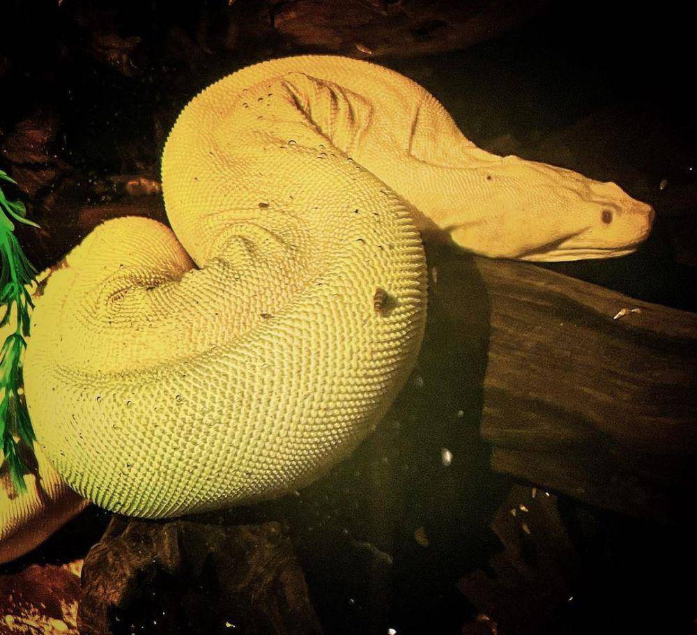 Ular karung albino di dalam air (instagram.com/mykeclarkson)