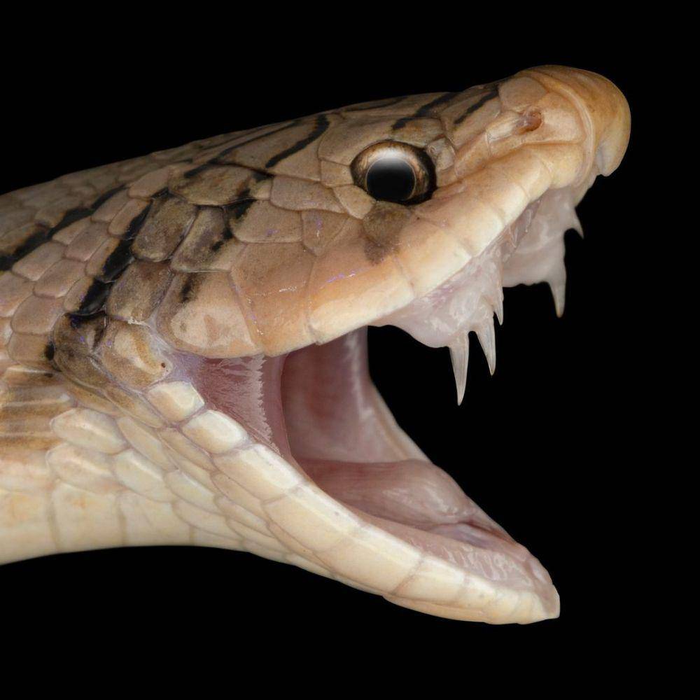 Gigi ular kukri (instagram.com/exploreherpetology)