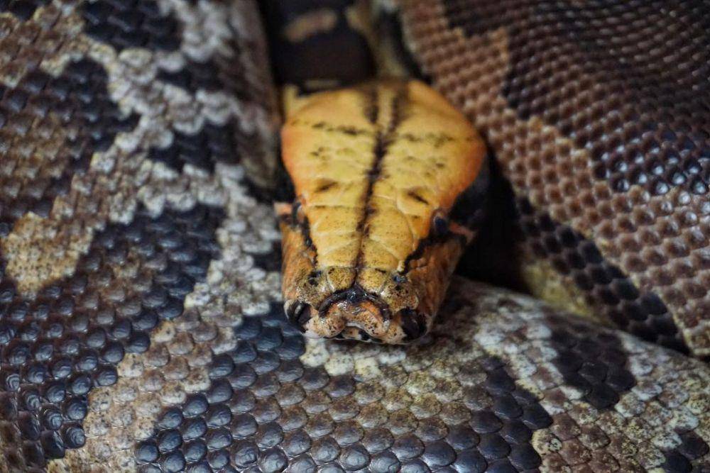 Sanca darah (instagram.com/slh.exotics)
