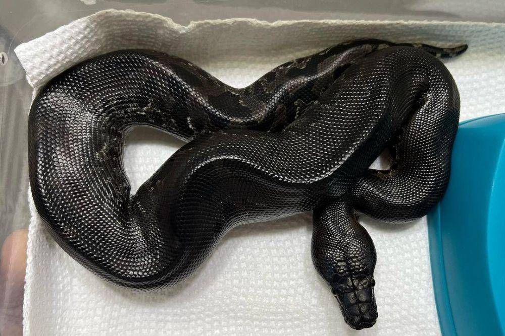 Tampak atas sanca darah (instagram.com/slh.exotics)
