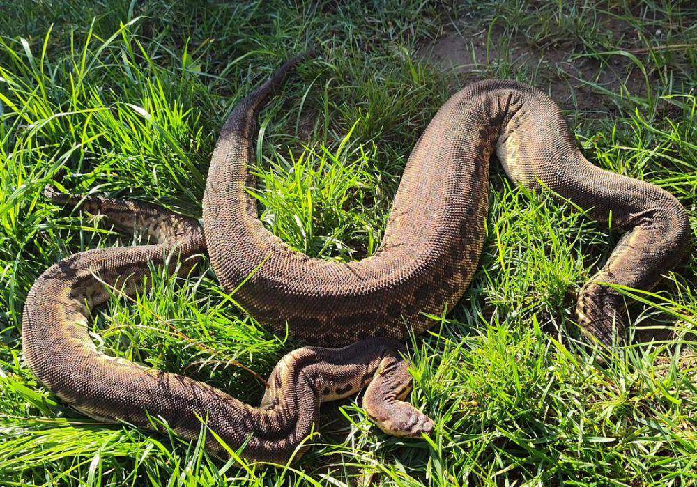 Ular karung di alam liar (instagram.com/revision_reptiles)