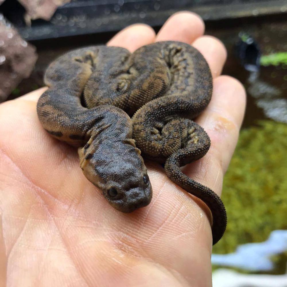 Ular karung tidak agresif saat dipegang (instagram.com/gx3reptiles)