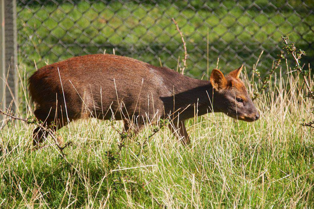 Pudu selatan (commons.m.wikimedia.org/Mike Peel)