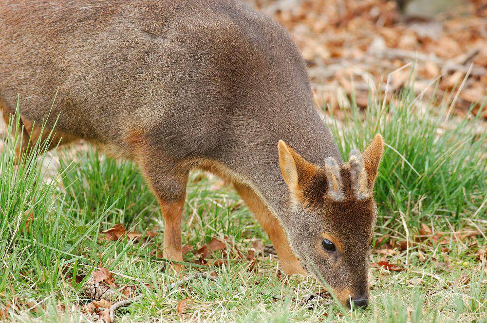 Pudu selatan (commons.m.wikimedia.org/[2])