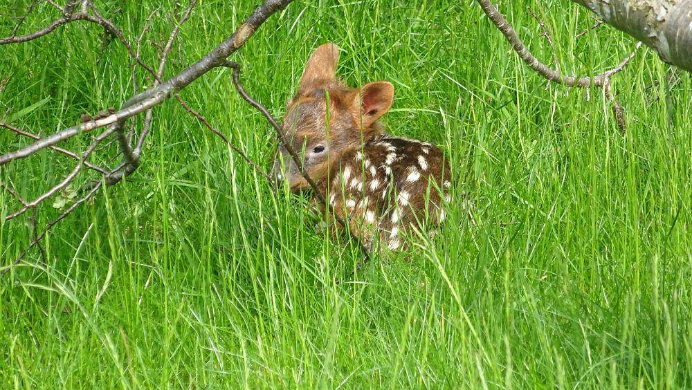 Pudu selatan (commons.m.wikimedia.org/AgainErick)