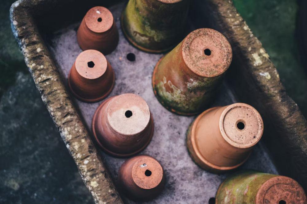 4 Tips Merawat Pot Tanah Liat yang Berlumut