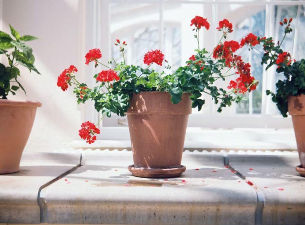 Pot gerabah(unsplash.com/@stayandroam)