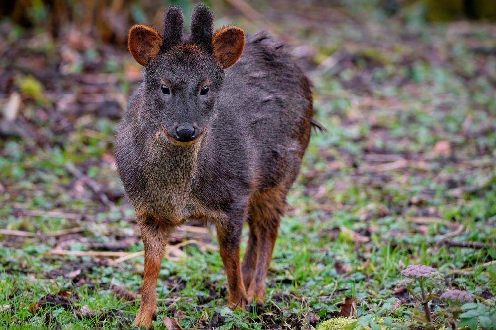 Pudu selatan (pixabay.com/Angela)