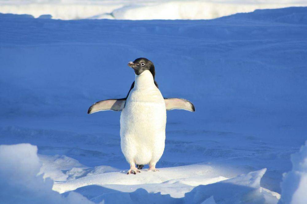 ilustrasi penguin (pexels.com/Pixabay)